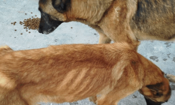 1755399-allanan-domicilio-en-rawson-por-maltrato-animal-rescatan-cuatro-perras